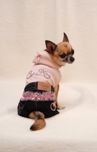cute on dog
