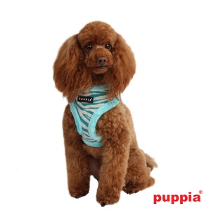 modern zebra harness A on dog pamd-ac043-aqua2-600