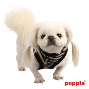 modern zebra harness A on dog pamd-ac043-black4-600