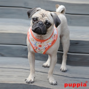 Spring garden harness A papa-ac1315-orange4