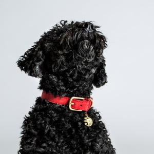 Cloud 7_Dog Collar Tiergarten Cherry Red 2