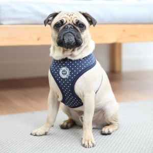 dotty harness II para-ha1529-navy4