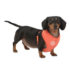 dotty harness II para-ha1529-orange4