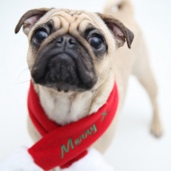 santa scarf red on dog