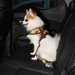 Baxter seatbelt olive on dog