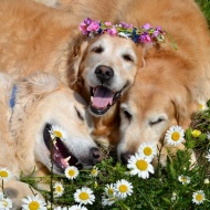 flower retriever