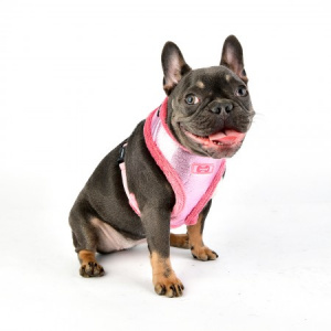 evon harness A pink on dog