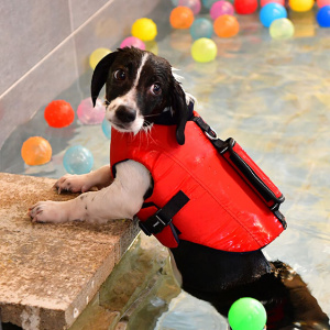 Irwin life jacket red on dog1