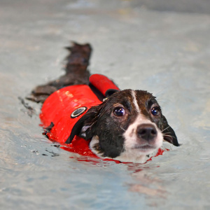 Irwin life jacket red on dog2