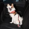 Baxter seatbelt orange on dog