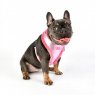 evon harness A pink on dog